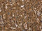 Kinesin Family Member 20A antibody, CSB-PA966542, Cusabio, Immunohistochemistry frozen image 