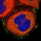 Integrin Subunit Alpha V antibody, HPA004856, Atlas Antibodies, Immunofluorescence image 