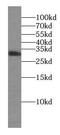 Syntaxin 3 antibody, FNab08451, FineTest, Western Blot image 