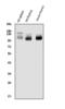Selectin P Ligand antibody, A03674-3, Boster Biological Technology, Western Blot image 