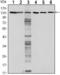 Cadherin 1 antibody, MA5-15717, Invitrogen Antibodies, Western Blot image 