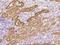 Sorbitol Dehydrogenase antibody, 201006-T10, Sino Biological, Immunohistochemistry frozen image 