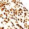 Estrogen Receptor 1 antibody, ab16660, Abcam, Immunohistochemistry paraffin image 