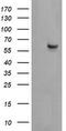 Chaperonin Containing TCP1 Subunit 8 Like 2 antibody, TA505332BM, Origene, Western Blot image 