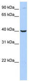 O08691 antibody, TA335004, Origene, Western Blot image 