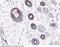 BCAM antibody, 80222-R005, Sino Biological, Immunohistochemistry frozen image 
