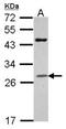 Granzyme H antibody, NBP2-16771, Novus Biologicals, Western Blot image 