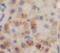 TSC Complex Subunit 2 antibody, FNab09101, FineTest, Immunohistochemistry frozen image 