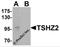 C20orf17 antibody, 6757, ProSci, Western Blot image 