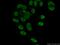G-Patch Domain And KOW Motifs antibody, 14728-1-AP, Proteintech Group, Immunofluorescence image 