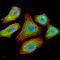 Selectin L antibody, NBP2-52556, Novus Biologicals, Immunofluorescence image 