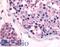 G Protein-Coupled Receptor 18 antibody, LS-A3955, Lifespan Biosciences, Immunohistochemistry frozen image 