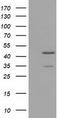 Tubulin Tyrosine Ligase antibody, LS-C785297, Lifespan Biosciences, Western Blot image 