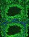 Ankyrin Repeat, SAM And Basic Leucine Zipper Domain Containing 1 antibody, 15-547, ProSci, Immunofluorescence image 