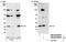 Thymidine Kinase 1 antibody, NB100-60644, Novus Biologicals, Western Blot image 