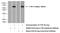 Cathepsin F antibody, 11055-1-AP, Proteintech Group, Western Blot image 