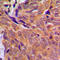 Checkpoint Kinase 1 antibody, LS-C352010, Lifespan Biosciences, Immunohistochemistry frozen image 