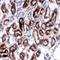 SRY-Box 5 antibody, orb329718, Biorbyt, Immunohistochemistry paraffin image 