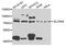 Solute Carrier Family 9 Member A9 antibody, MBS9128486, MyBioSource, Western Blot image 