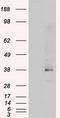 Serine Racemase antibody, CF500949, Origene, Western Blot image 