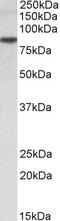 E3 ubiquitin-protein ligase TRIM36 antibody, 46-523, ProSci, Western Blot image 