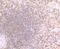 Proteasome Subunit Beta 9 antibody, A02867-1, Boster Biological Technology, Immunohistochemistry frozen image 