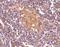 CD5 Molecule Like antibody, A01795, Boster Biological Technology, Immunohistochemistry frozen image 