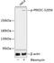Protein Kinase, DNA-Activated, Catalytic Subunit antibody, A00645S2056, Boster Biological Technology, Western Blot image 