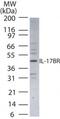 Interleukin-17 receptor B antibody, PA1-41211, Invitrogen Antibodies, Western Blot image 