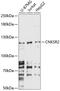 Connector enhancer of kinase suppressor of ras 2 antibody, 15-614, ProSci, Western Blot image 