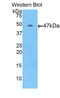 Fibroblast Growth Factor 10 antibody, LS-C293893, Lifespan Biosciences, Western Blot image 