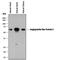 Angiopoietin Like 2 antibody, AF2084, R&D Systems, Western Blot image 