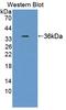 Pyridoxamine 5'-Phosphate Oxidase antibody, LS-C374639, Lifespan Biosciences, Western Blot image 