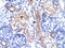 RAR Related Orphan Receptor A antibody, orb333114, Biorbyt, Immunohistochemistry paraffin image 