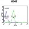 EFR3 Homolog A antibody, abx032365, Abbexa, Western Blot image 