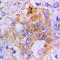 Bone Morphogenetic Protein 3 antibody, LS-C351869, Lifespan Biosciences, Immunohistochemistry paraffin image 