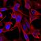 Calponin 1 antibody, MAB7900, R&D Systems, Immunocytochemistry image 
