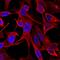 Calponin 1 antibody, MAB7900, R&D Systems, Immunocytochemistry image 