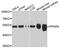 Peroxisome Proliferator Activated Receptor Alpha antibody, A10183, ABclonal Technology, Western Blot image 