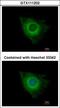 X-Linked Inhibitor Of Apoptosis antibody, GTX111202, GeneTex, Immunocytochemistry image 