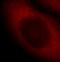 Scinderin antibody, FNab07635, FineTest, Immunofluorescence image 