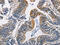 Phosphoglycerate Kinase 1 antibody, CSB-PA905158, Cusabio, Immunohistochemistry frozen image 