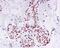 DNA Topoisomerase II Beta antibody, ab109524, Abcam, Immunohistochemistry paraffin image 