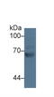 G Protein-Coupled Receptor Kinase 4 antibody, LS-C702163, Lifespan Biosciences, Western Blot image 