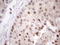 Zinc Finger Protein 200 antibody, LS-C340459, Lifespan Biosciences, Immunohistochemistry paraffin image 