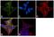 Tubulin Beta 3 Class III antibody, MA1-19187, Invitrogen Antibodies, Immunofluorescence image 