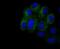 Integrin Subunit Beta 3 antibody, NBP2-67416, Novus Biologicals, Immunofluorescence image 