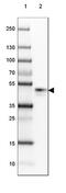 Surfactant Protein D antibody, NBP2-38803, Novus Biologicals, Western Blot image 