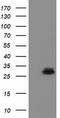 RASD Family Member 2 antibody, TA501978S, Origene, Western Blot image 