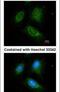 Acyl-CoA Dehydrogenase Medium Chain antibody, PA5-27200, Invitrogen Antibodies, Immunofluorescence image 